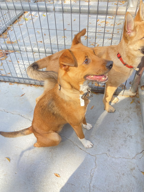 Canela