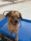 ROXY