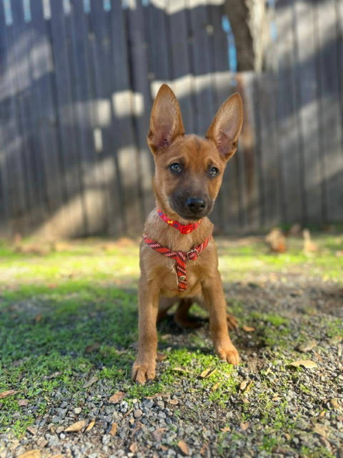 Kanga