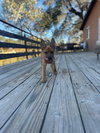 Kanga