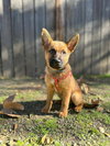 Roo