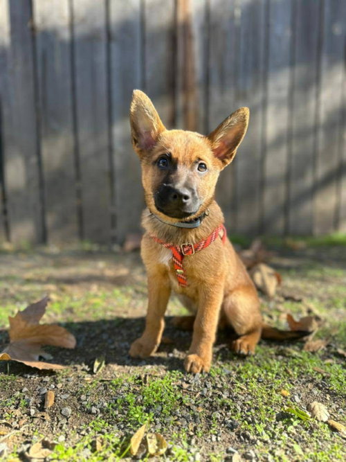 Roo