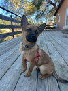 Roo