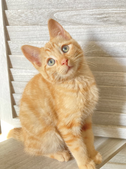 Alvin