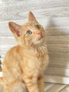 Alvin