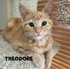 Theodore