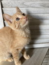 Simon