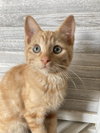 Simon