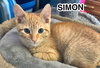 Simon