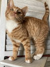 Dewey