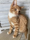 Dewey
