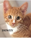 Dewey