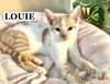 Louie