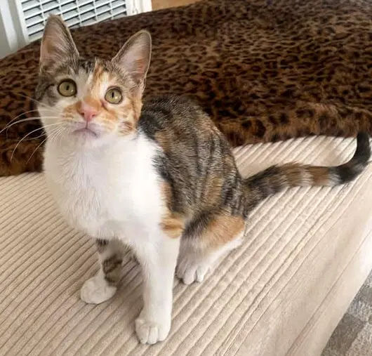 Hazel - Domestic Short Hair
