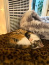 Hazel