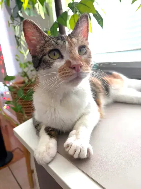 Hazel image 2
