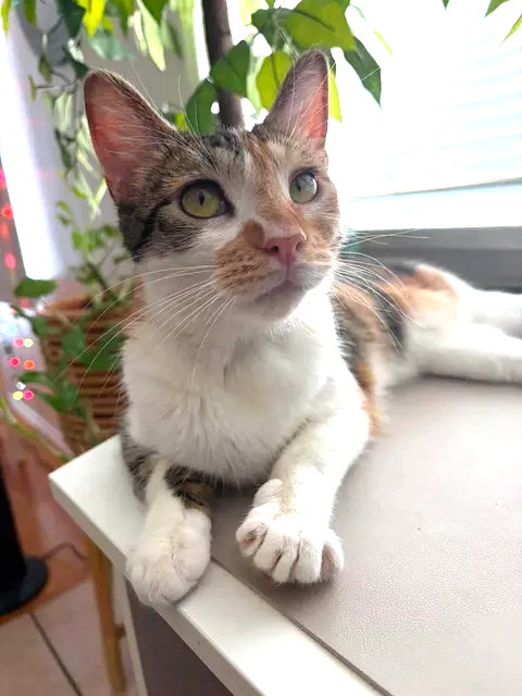 Photo 2 of Hazel