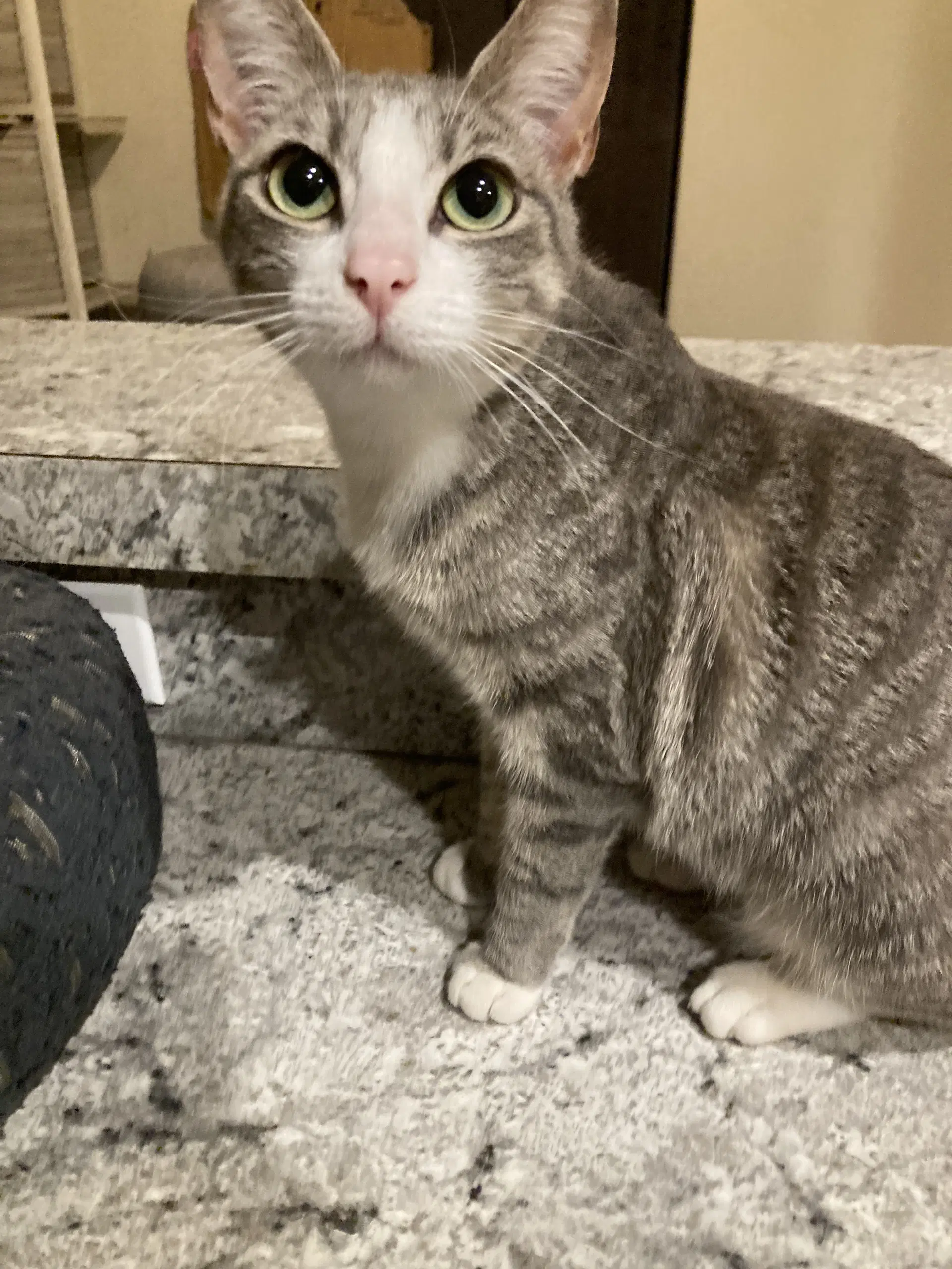 La Nina - Domestic Short Hair