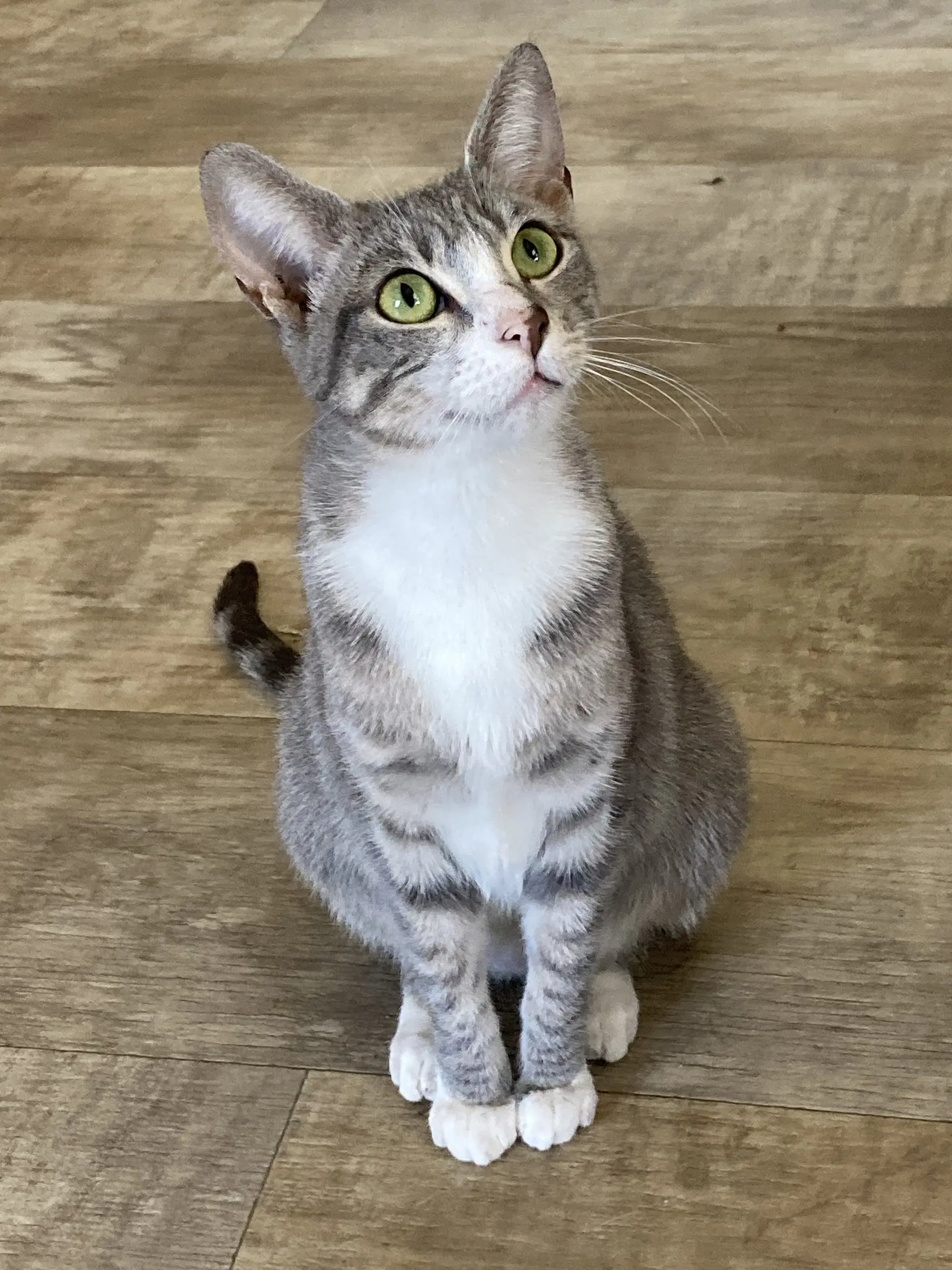 Pinta - Domestic Short Hair