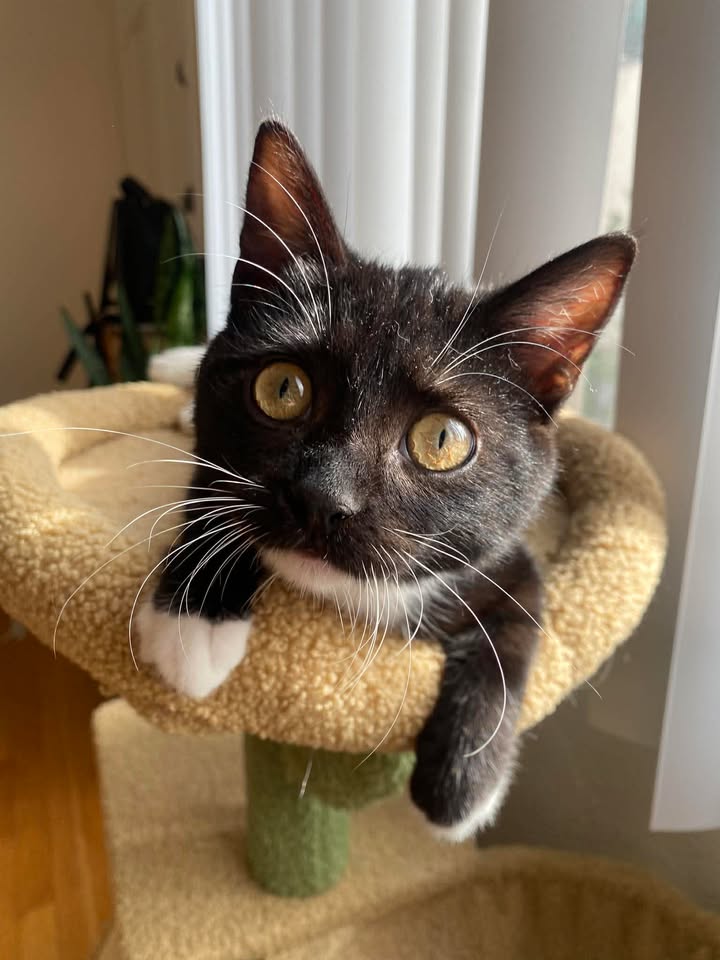 Bella