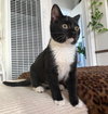 Bella