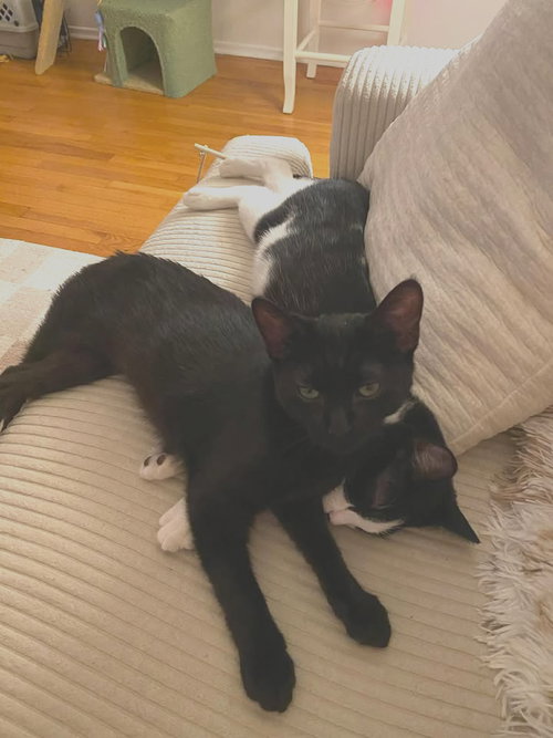 Koko