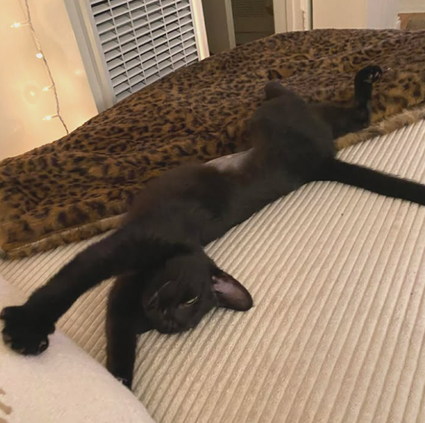 Koko