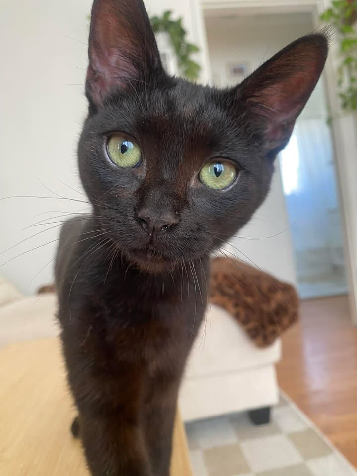 Koko