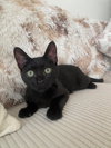 Koko