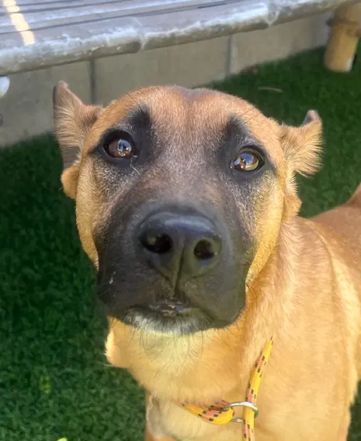 Valentino - Shepherd