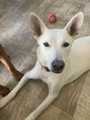 GIA