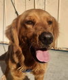 Duke