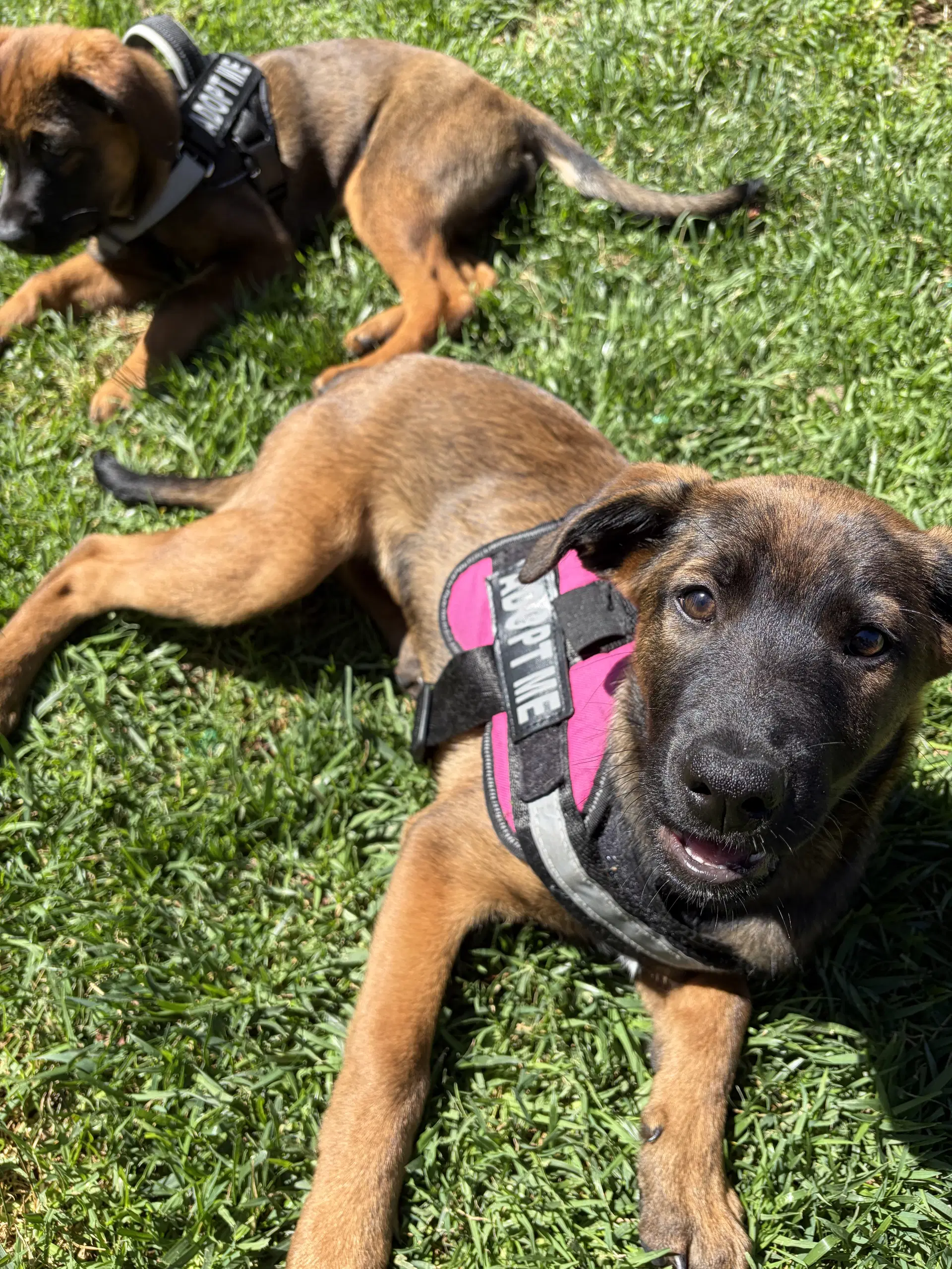 Zoey - Shepherd