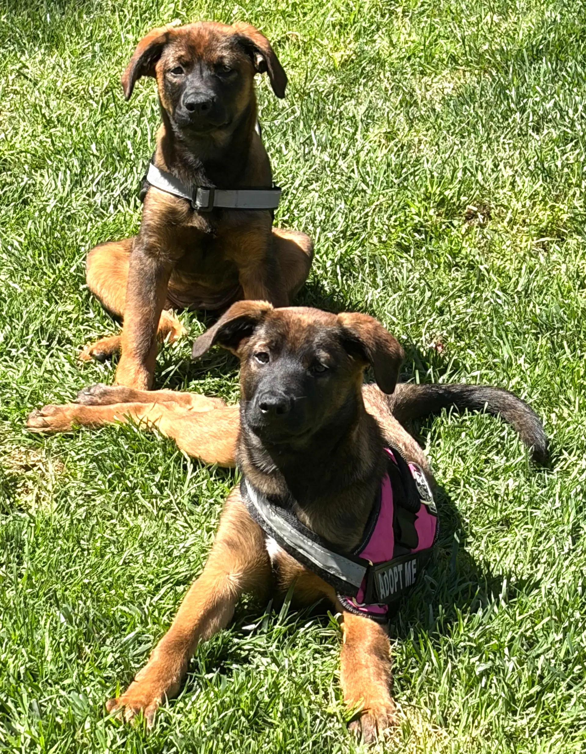Zoey image 3