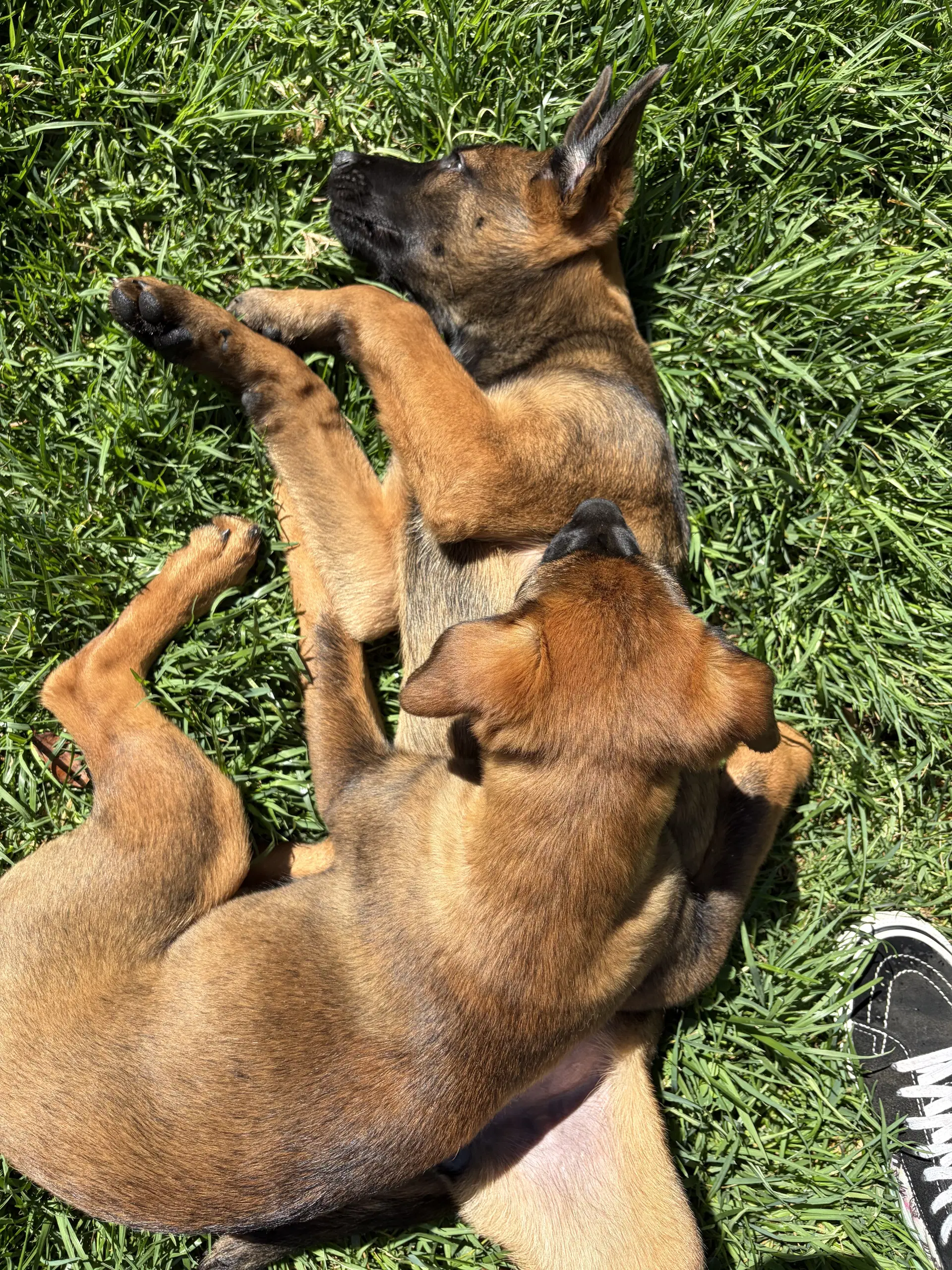 Zoey image 4