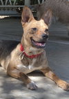 Cordie - Photo 2