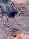 Cordie - Photo 4