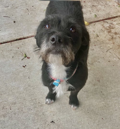 EBONY - Terrier available for adoption