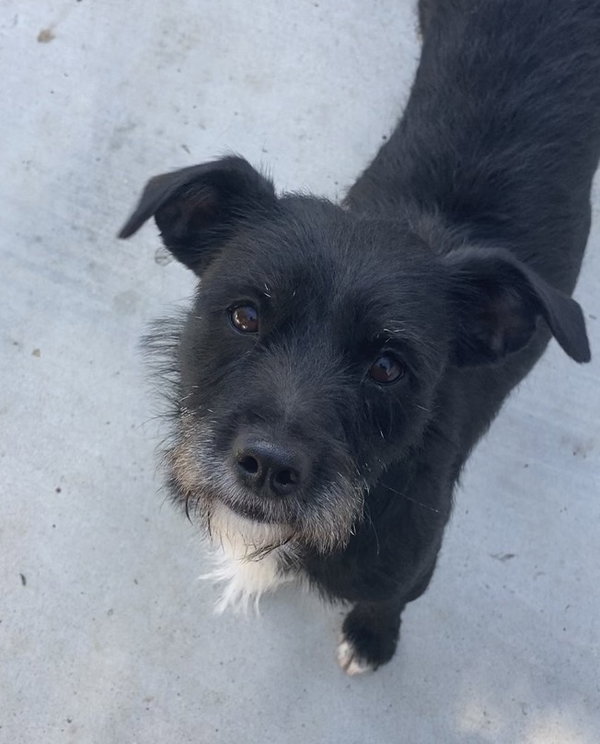 Ebony