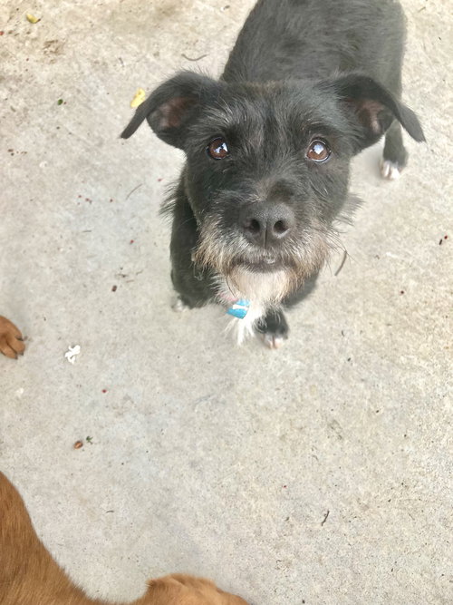 EBONY - Terrier available for adoption