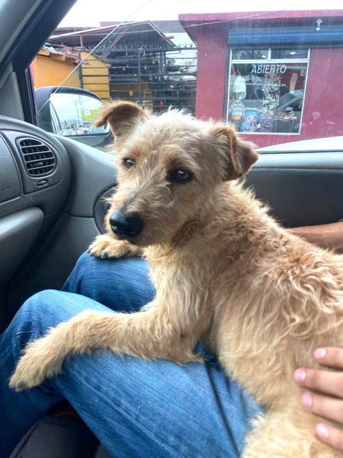 TYSON - Terrier / Poodle (unknown type) available for adoption