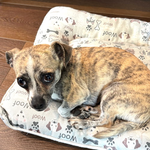 MINNIE - Dachshund / Chihuahua available for adoption