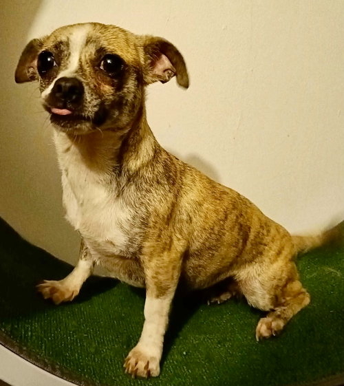 MINNIE - Dachshund / Chihuahua available for adoption