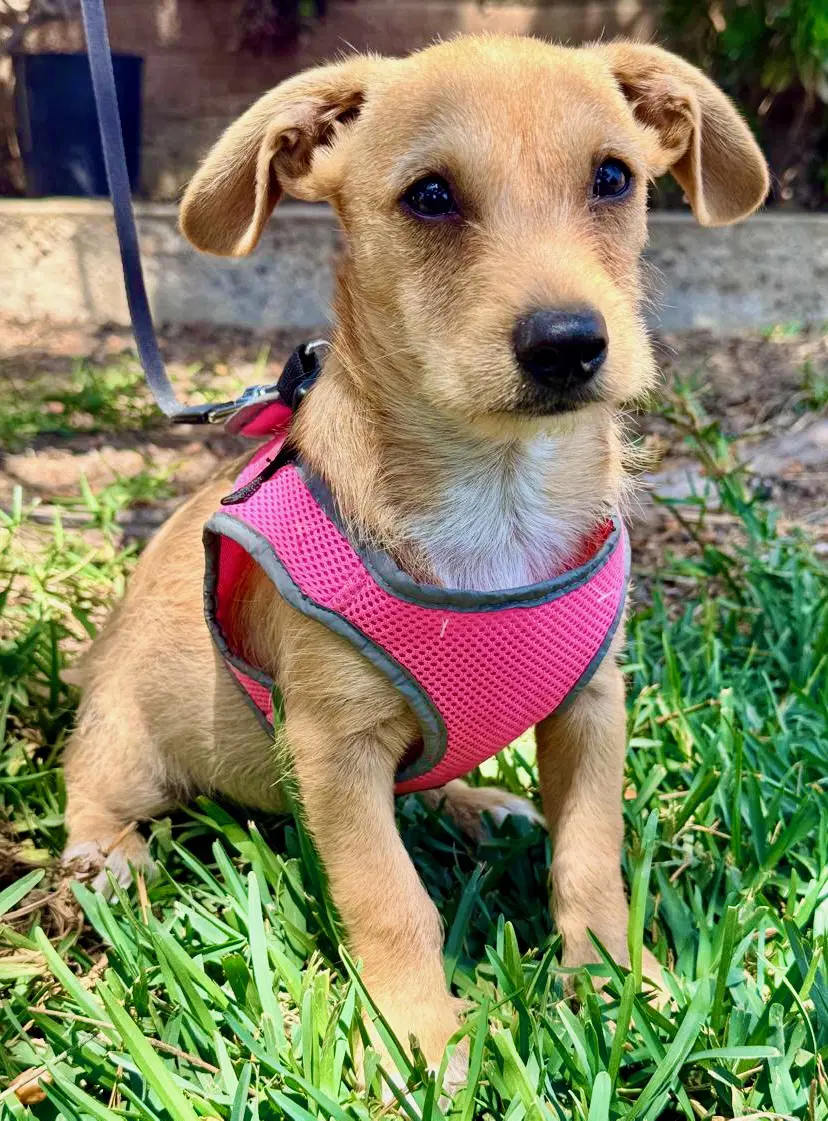 Milly - Terrier