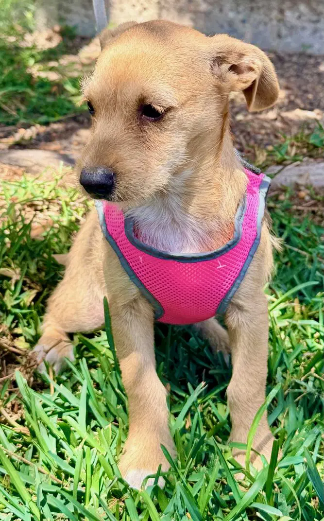Milly image 4