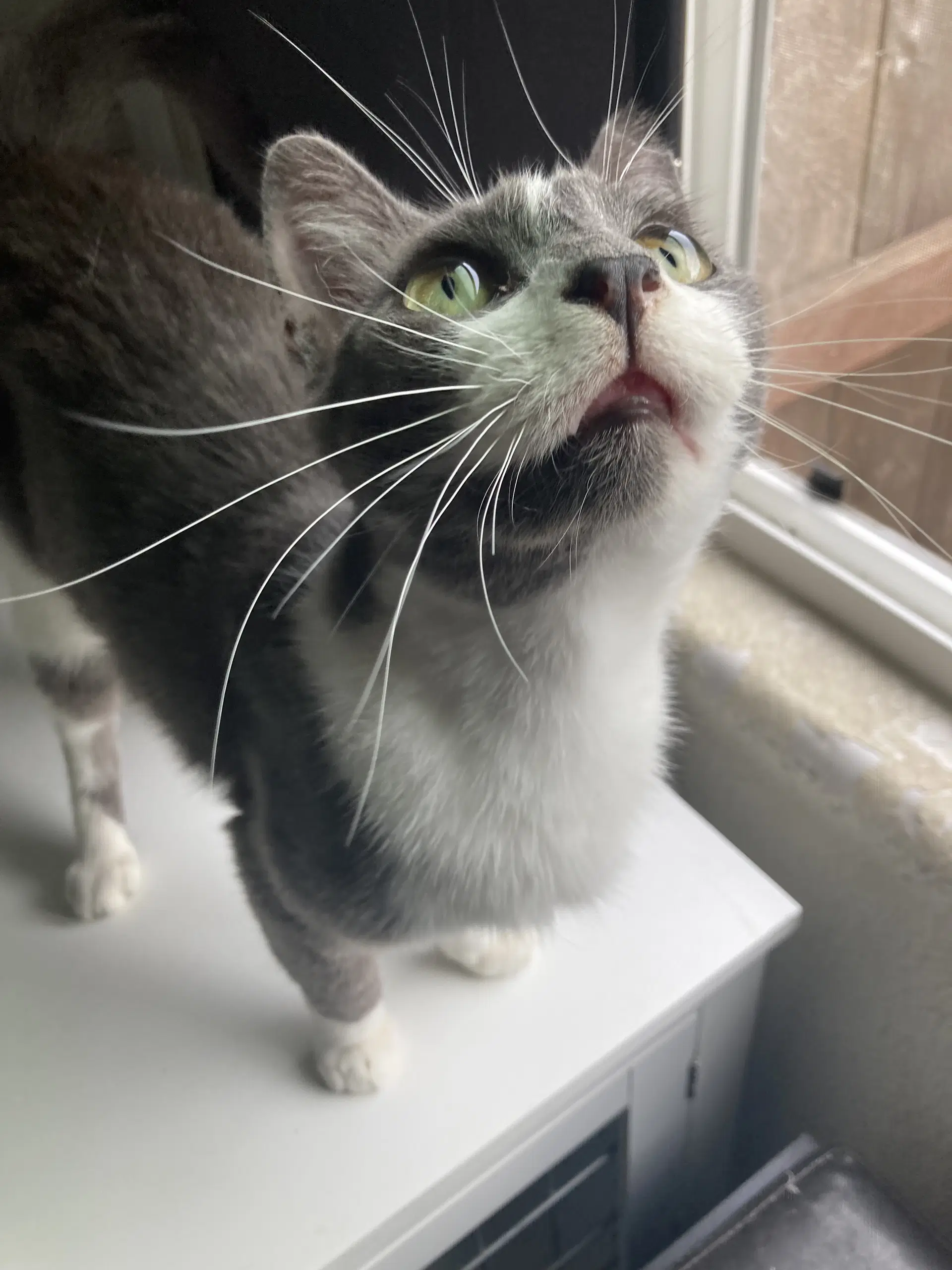 Monkey - Domestic Short Hair