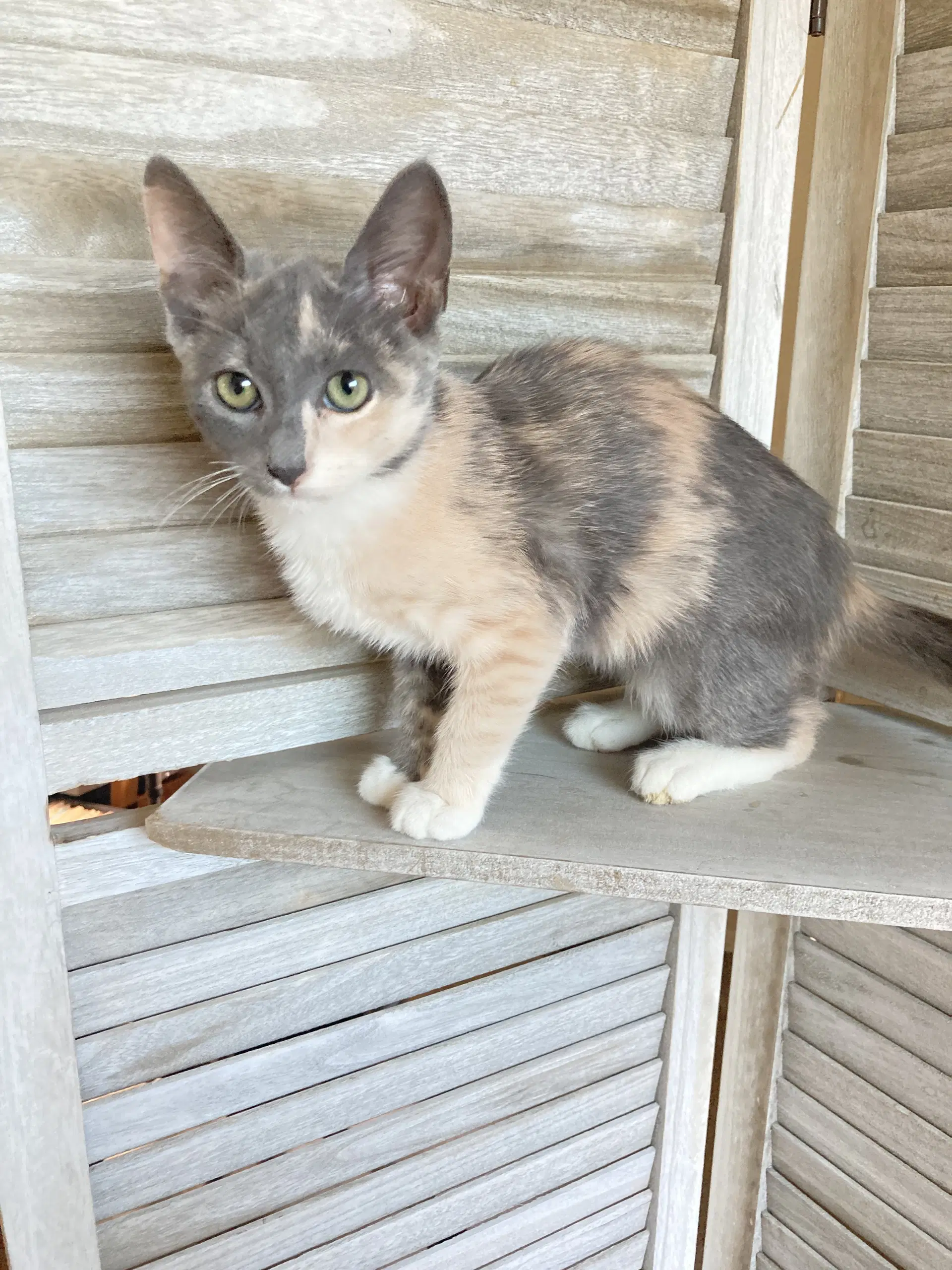 Sweetie - Domestic Short Hair