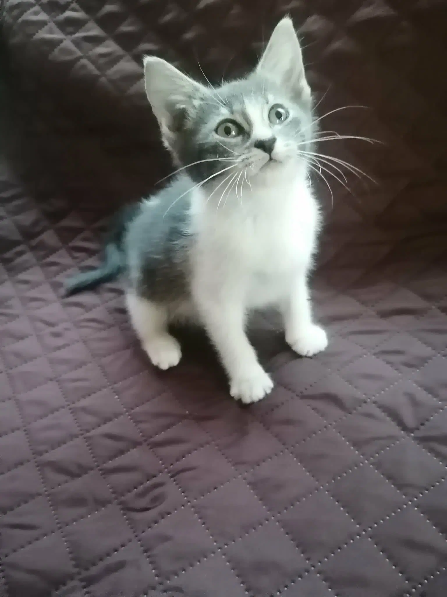 Sally - Domestic Short Hair