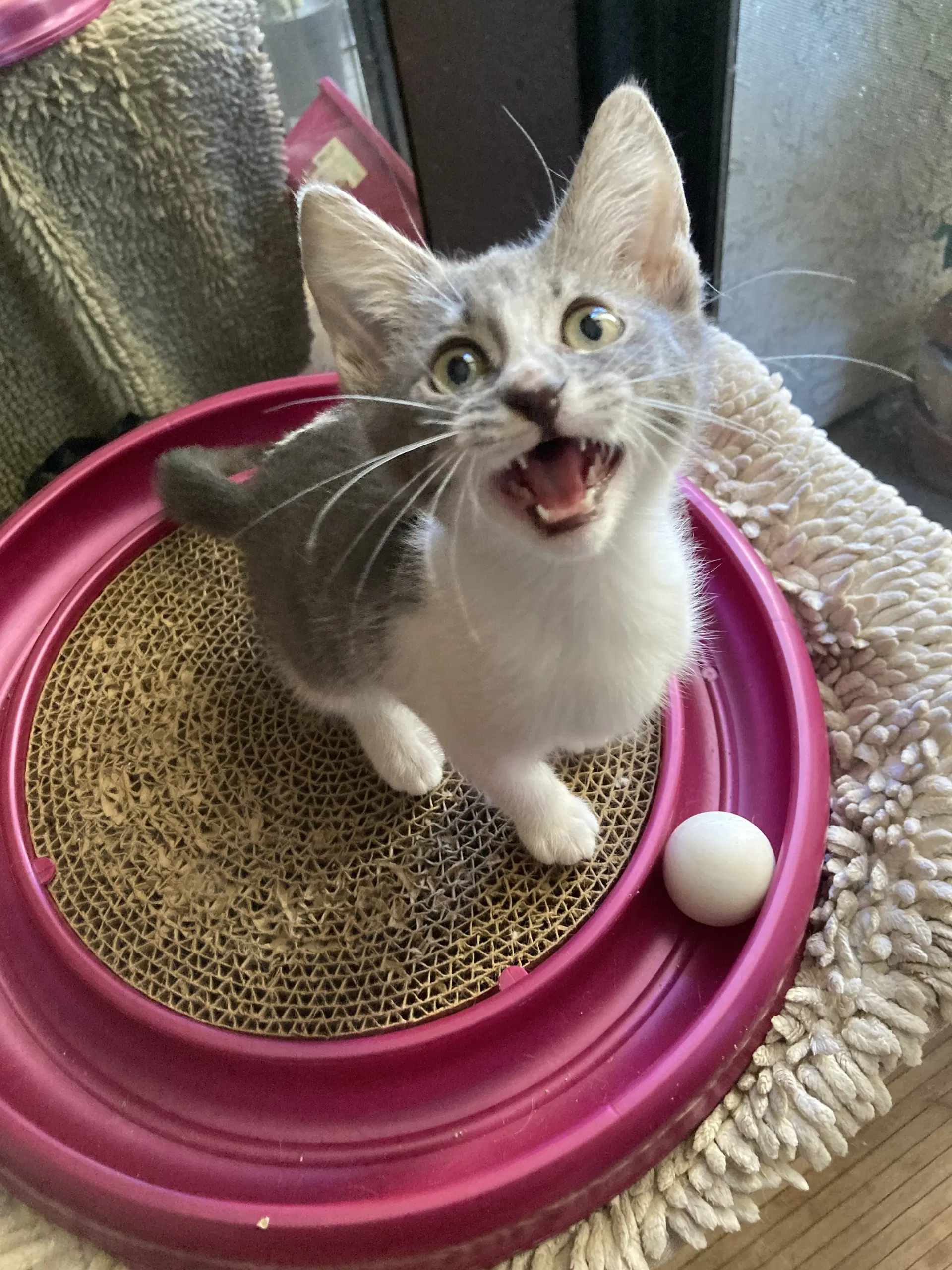 Sally - Domestic Short Hair