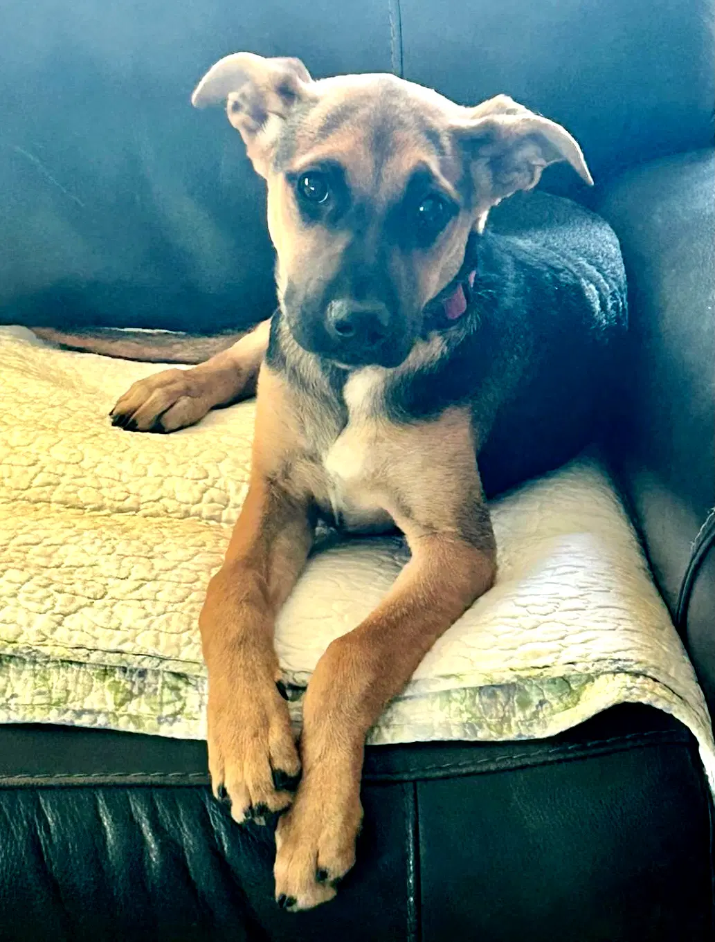 Chillie - Shepherd